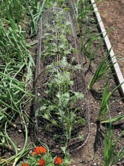 Chicken Wire Row Cloche Expandable Extra Large 3N1 -Garden Pro Shop 8609412 5903 tif