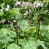 Arden Single Stem Supports, Set Of 2 -Garden Pro Shop 8609887 8022 tif