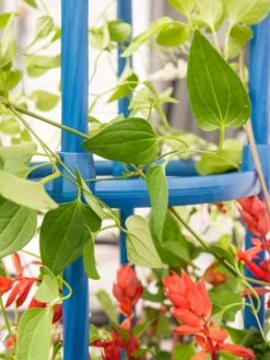 Fleur De Lis Obelisk, 67" -Garden Pro Shop 8611663 0607 tif