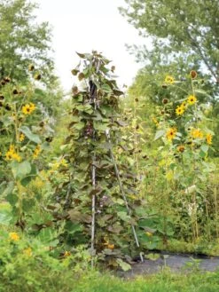 DIY Connector For Teepee Trellis 17 DIY Connector For Teepee Trellis -Garden Pro Shop 8611896 062 tif