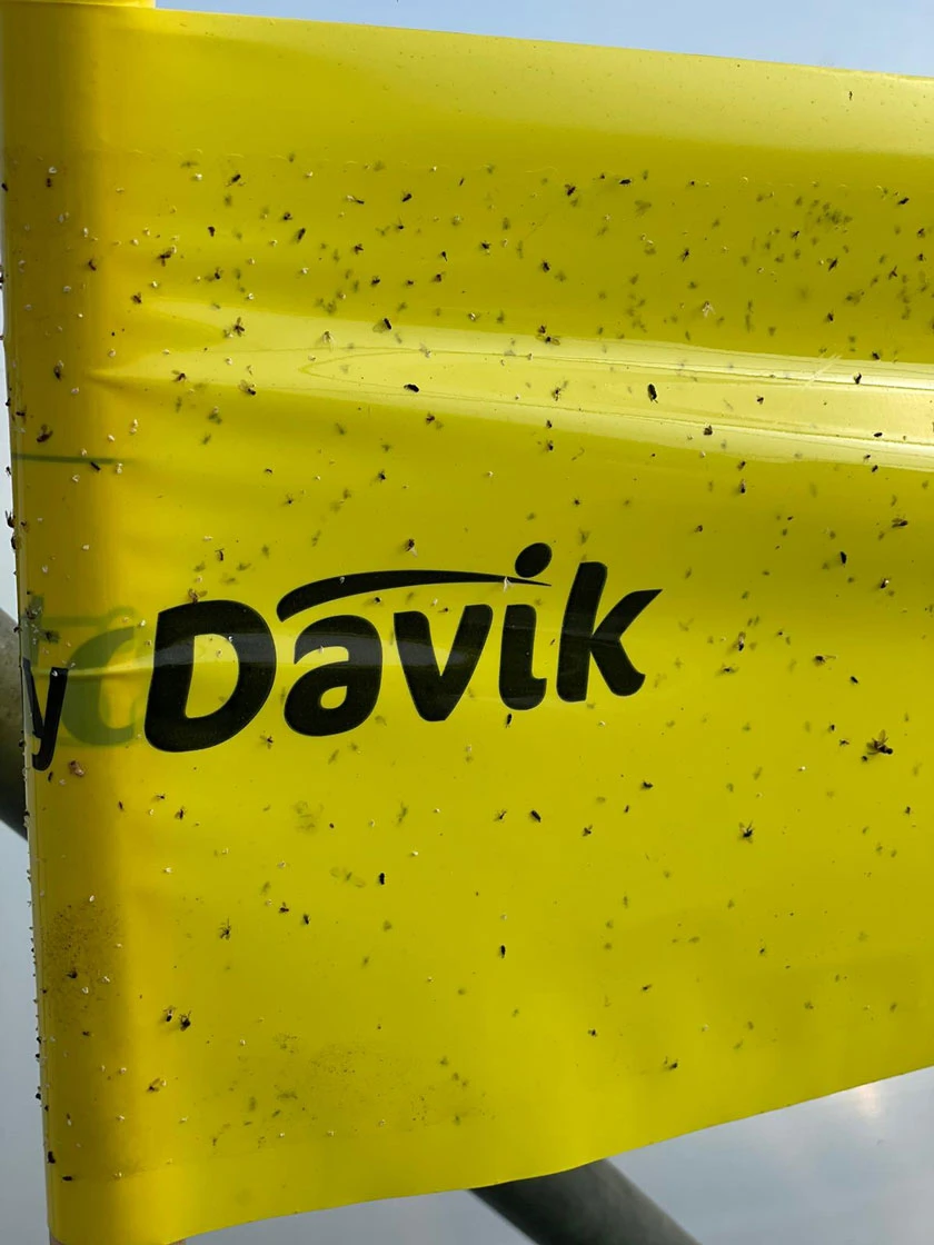 Catchy Natural Greenhouse Pest Protection Sticky Roll, 30’ 6 Catchy Natural Greenhouse Pest Protection Sticky Roll, 30’ - Image 4