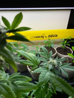 Catchy Natural Greenhouse Pest Protection Sticky Roll, 30’ 9 Catchy Natural Greenhouse Pest Protection Sticky Roll, 30’ -Garden Pro Shop 8611979 8004