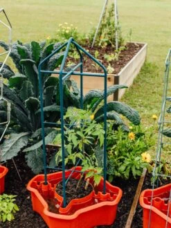 Deluxe Tomato Halos, Set Of 2 -Garden Pro Shop 8612045 221 tif