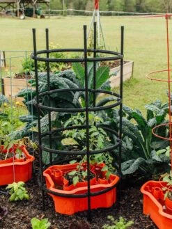 Deluxe Tomato Halos, Set Of 2 -Garden Pro Shop 8612045 228 tif