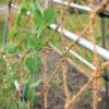 Coco Trellis Netting, 4' X 15' -Garden Pro Shop 8612050 1124 tif