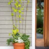 Flock Of Friends Pot Trellis 1 Flock Of Friends Pot Trellis -Garden Pro Shop 8612635 0081 flock of friends pot trellis