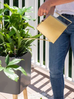 Precision Brass Watering Can -Garden Pro Shop 8612691 0011