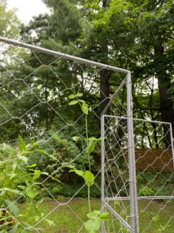 Chicken Wire Pea Trellis -Garden Pro Shop 8612718 7302