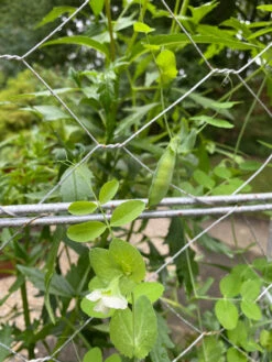 Chicken Wire Pea Trellis -Garden Pro Shop 8612718 7307