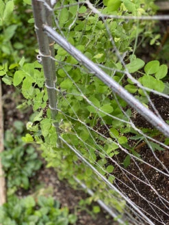 Chicken Wire Pea Trellis -Garden Pro Shop 8612718 7312