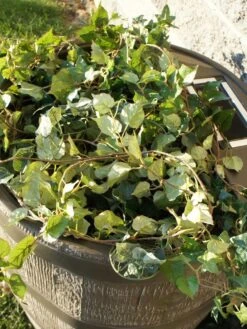 Round Rain Barrel With Planter, 35 Gallons 12 Round Rain Barrel With Planter, 35 Gallons -Garden Pro Shop 8612856WALNT 03V tif