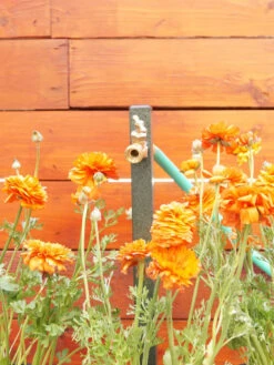 Garden Pro Shop -Garden Pro Shop 8613160 01v