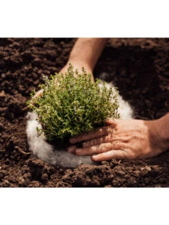 Hortiwool ®, 5 Pad Pack -Garden Pro Shop 8613263 06v 1