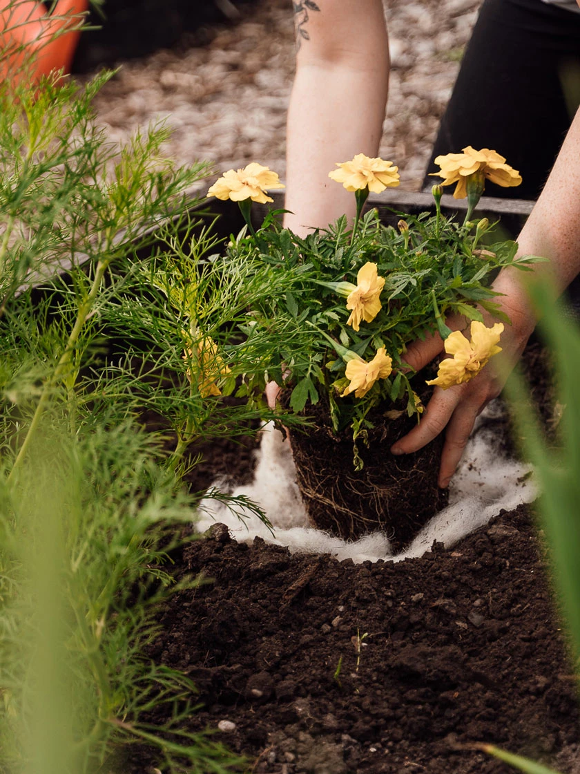 Hortiwool ®, Starter Garden Pad 7 Hortiwool ®, Starter Garden Pad - Image 5