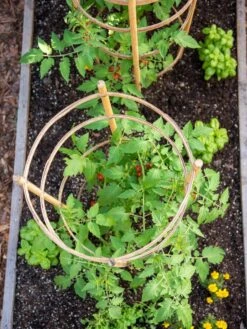 Bamboo Tomato Cages, Set Of 3 -Garden Pro Shop 8613426 6921
