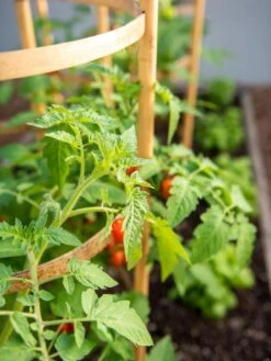 Bamboo Tomato Cages, Set Of 3 -Garden Pro Shop 8613426 6934