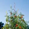 Rainbow Spiral Supports, Set Of 5 -Garden Pro Shop GS36377 01 tif
