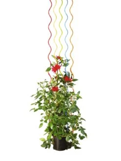 Rainbow Spiral Supports, Set Of 5 15 Rainbow Spiral Supports, Set Of 5 -Garden Pro Shop GS36377 03S tif