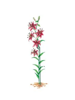 Single Stem Supports, Set Of 3 -Garden Pro Shop gs14318 03s